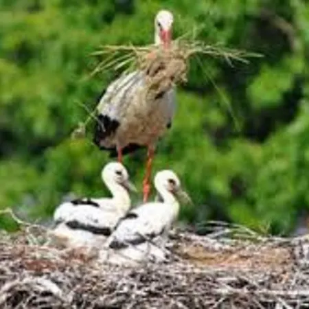 Casa vacanze Les Cigogneaux *